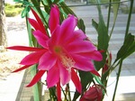 孔雀仙人掌　Epiphyllum spp